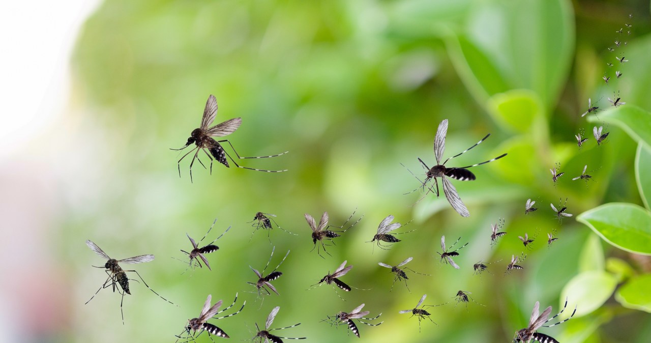 Komarzyca wydziela zapach, który odstrasza komary /123RF/PICSEL