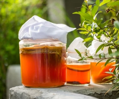 Kombucha. Herbaciany grzyb SCOBY fermentuje dla twojego zdrowia