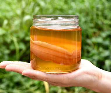Kombucha. Herbaciany grzyb SCOBY fermentuje dla twojego zdrowia