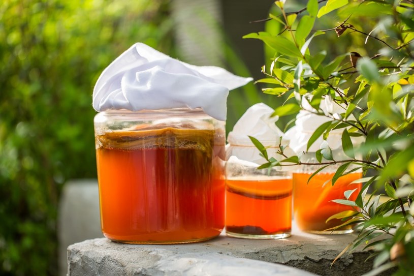 Kombucha to fermentowany napój - powstaje przy udziale tak zwanego grzybka SCOBY - łączącego w sobie komórki bakterii i drożdży /123RF/PICSEL