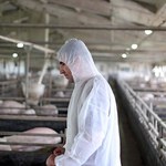 Komisarz UE nie wyklucza rekompensat dla producentów wieprzowiny