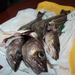 Komisja Europejska będzie wspierać hodowle ryb w sztucznych zbiornikach. To  szansa dla Polski