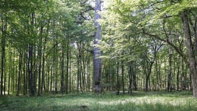 Komisja Europejska rozpoczyna postępowanie przeciwko Polsce w związku z Puszczą Białowieską