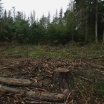 Komisja Europejska ws. Białowieży ma dowody: Zdjęcia satelitarne kontra kornik