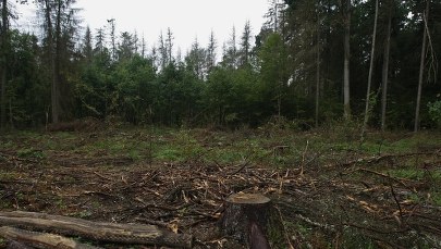 Komisja Europejska ws. Białowieży ma dowody: Zdjęcia satelitarne kontra kornik