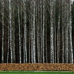 Komisja Ochrony Środowiska Parlamentu Europejskiego wzywa do ograniczenia spalania biomasy