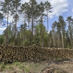 Komitet UNESCO wzywa do zaprzestania wycinki drzew w Puszczy Białowieskiej
