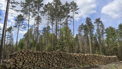 Komitet UNESCO wzywa do zaprzestania wycinki drzew w Puszczy Białowieskiej