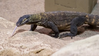 Komodo niedostępne dla turystów. Przez warany