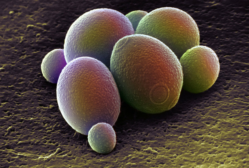 Komórki drożdży piwnych pod mikroskopem /East News