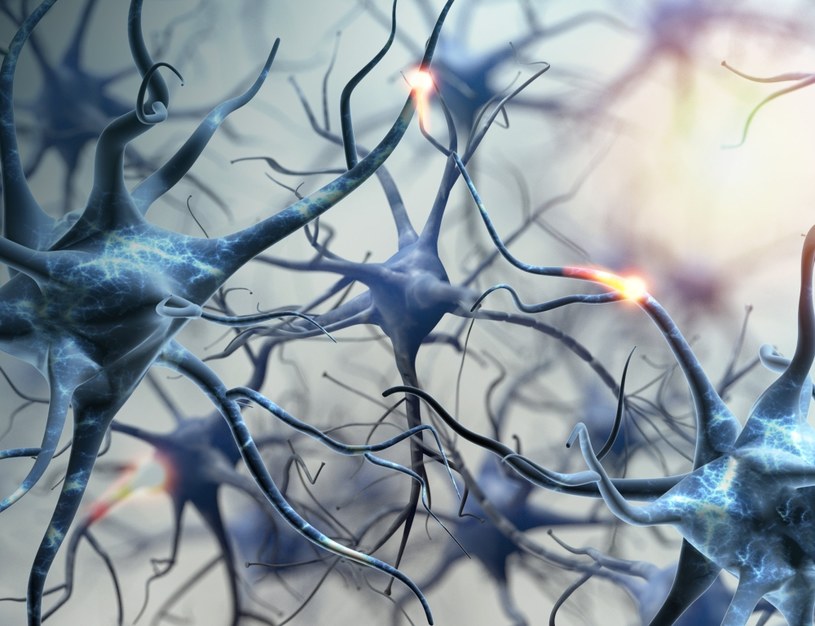Komórki glejowe w mózgu pełnią rolę odżywczą, ochronną i osłonową /123RF/PICSEL