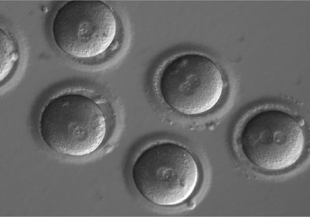 Komórki jajowe tuż po zapłodnieniu /OHSU/Mitalipov lab /materiały prasowe