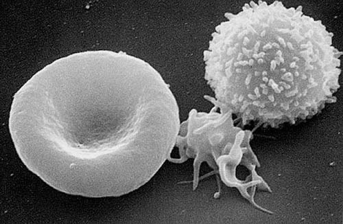 Komórki krwi - erytrocyt (po lewej), leukocyt (środek) i trombocyt (po prawej) /materiały prasowe