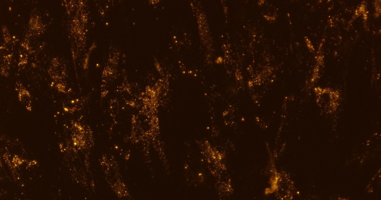 Komórki macierzyste hodowane na ISS /NASA