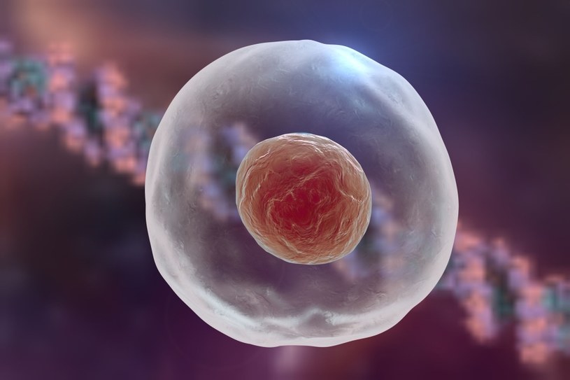 Komórki macierzyste mogą być użyte do leczenia ran /123RF/PICSEL
