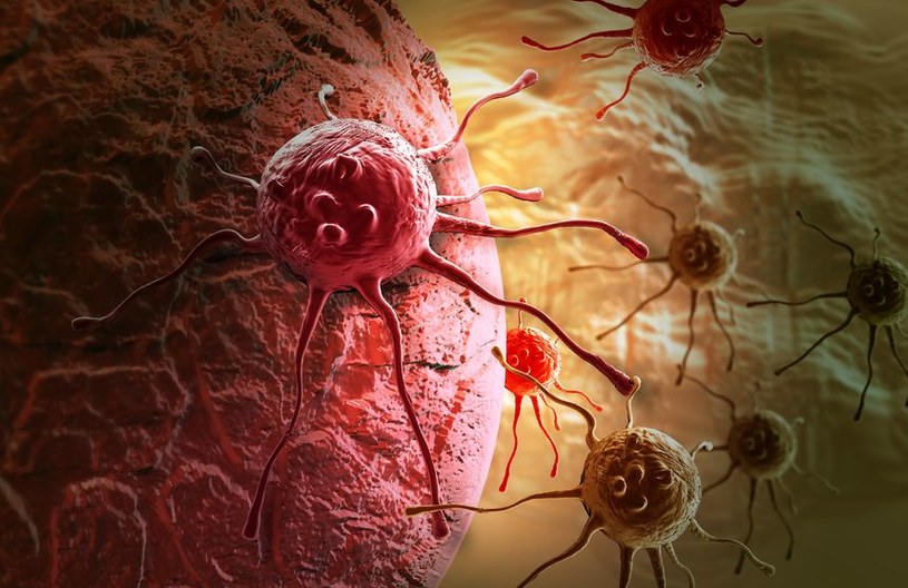 Komórki nowotworowe mają potencjał zarażania zdrowych komórek i rozprzestrzeniania choroby nowotworowej /123RF/PICSEL