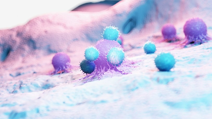 Komórki odpornościowe atakują tkankę nowotworową /123RF/PICSEL
