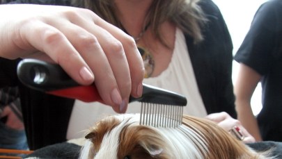 Komornik nie zabierze już psa ani kota? 