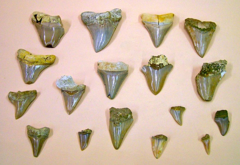 Komplet "sztućców" megalodona liczył 276 zębów ułożonych w pięciu rzędach! /Getty Images