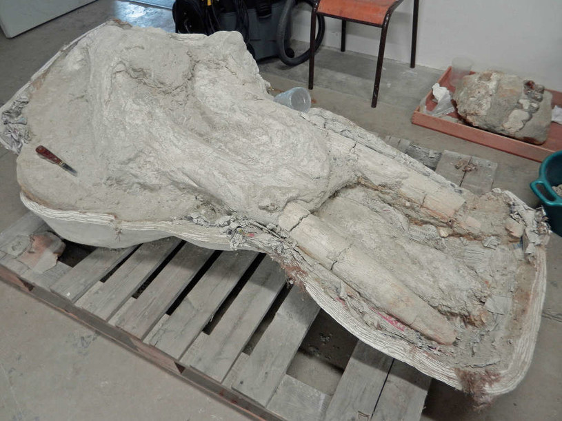 Kompletna czaszka mastodonta pirenejskiego /Fot. Musee d'Histoire Naturelle de Toulouse /materiały prasowe