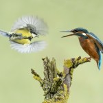 Kompletna panika wśród ptaków. Utrzymuje się przez 10 dni