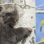 zoo w poznaniu Kompletnie nieoczekiwane narodziny w Polsce. Dziwne - o tej porze?