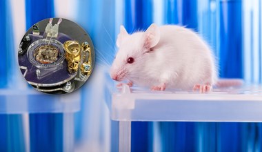 Komputer z mózgu myszy. 80 tys. neuronów może dać rozum robotom