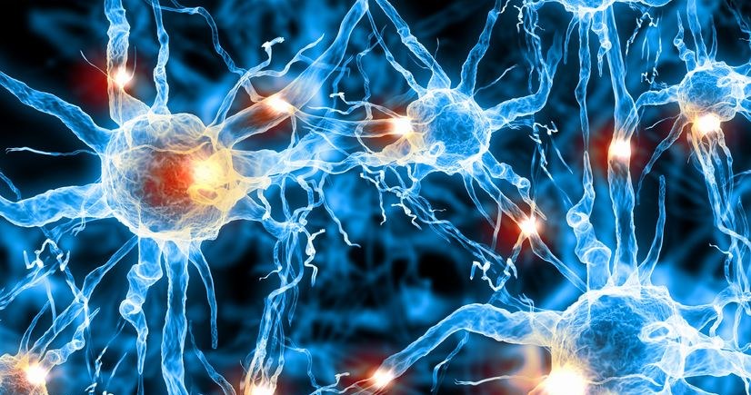 Komputerowe sieci neuronowe są w stanie „nauczyć się” jak modelować zachowanie mózgu /123RF/PICSEL