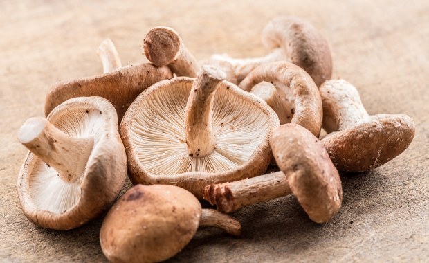 Komputery z grzybów? Naukowcy opracowali nową technologię