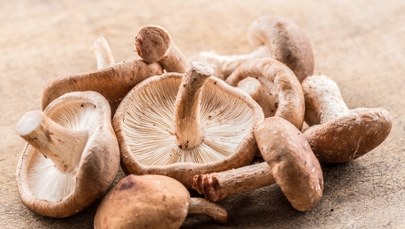 Komputery z grzybów? Naukowcy opracowali nową technologię