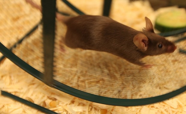 Komu potrzebna jąkająca się mysz