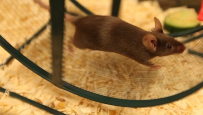 Komu potrzebna jąkająca się mysz