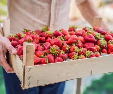 Komu szkodzą truskawki? Dieta Świętej Hildegardy je wyklucza