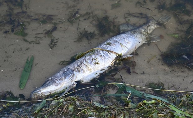 Komunikat w sprawie złotej algi. Jest pełna analiza próbek
