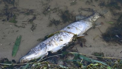 Komunikat w sprawie złotej algi. Jest pełna analiza próbek