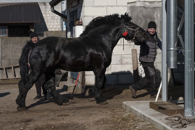 Koń Agnieszki i Jarka stanął przed ważnym egzaminem /materiały prasowe