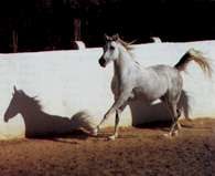 Koń czystej krwi arabskiej /Encyklopedia Internautica