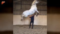 Koń i skoki wzwyż. Niesamowite!