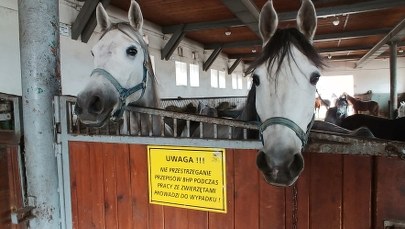 Koń, jaki jest, każdy widzi!