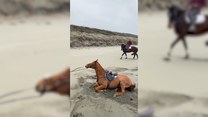Koń, który uwielbia piasek. Spodoba ci się
