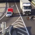 Koń na drodze ekspresowej S19. Kierowcy w szoku na obwodnicy Lublina
