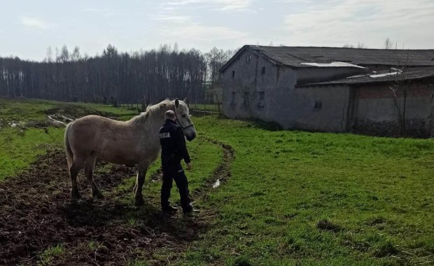 Koń na gigancie. Biegał po ulicy, niszczył ogródek 