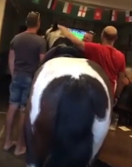 Koń ogląda mecz Kolumbia - Anglia /
