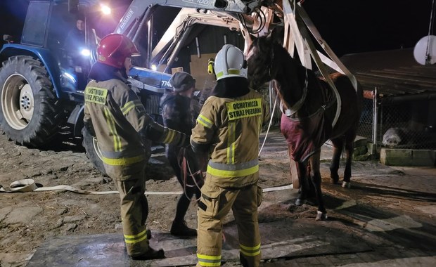 Koń potrzebował pomocy. Na ratunek ruszyli strażacy 