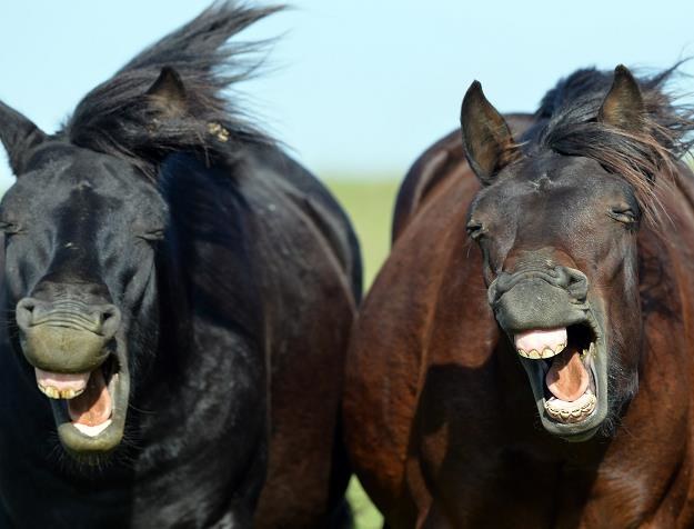 Koń produkuje określoną ilość nawozu? /AFP