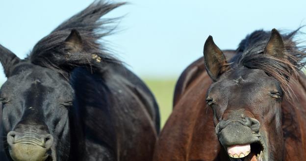 Koń produkuje określoną ilość nawozu? /AFP
