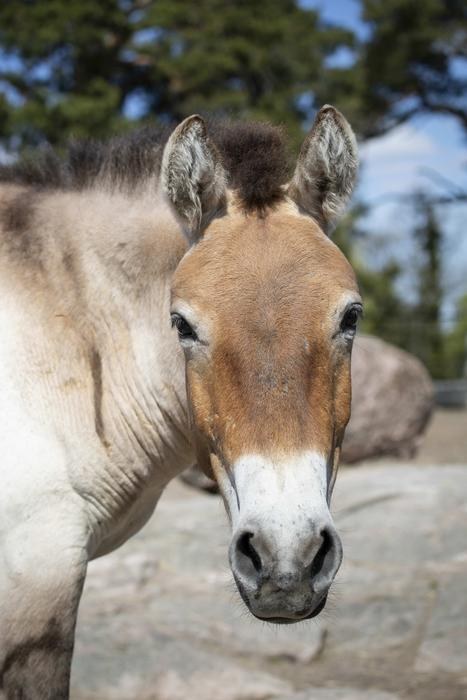 Koń Przewalskiego z Korkeasaari Zoo /Fot. Korkeasaari Zoo /Materiały prasowe