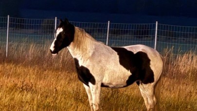 Koń przy autostradzie A4. Nocna akcja policji trwała kilka godzin