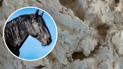 Koń ugrzązł w glinie. Nietypowa interwencja strażaków