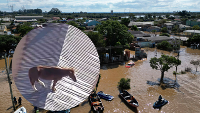 Koń utknął na dachu zalanego domu [WIDEO]